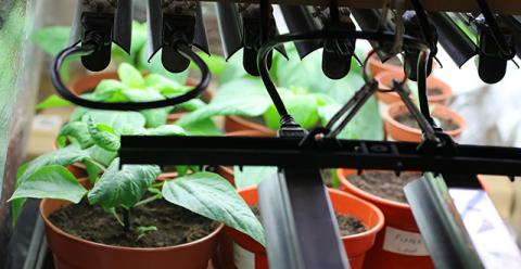 Using led grow on sale lights for seedlings